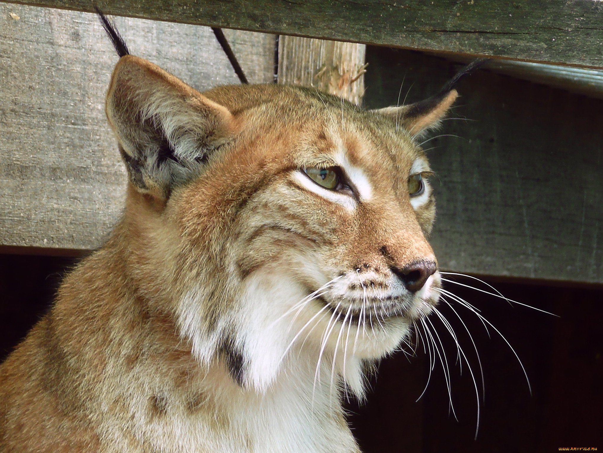 , , lynx